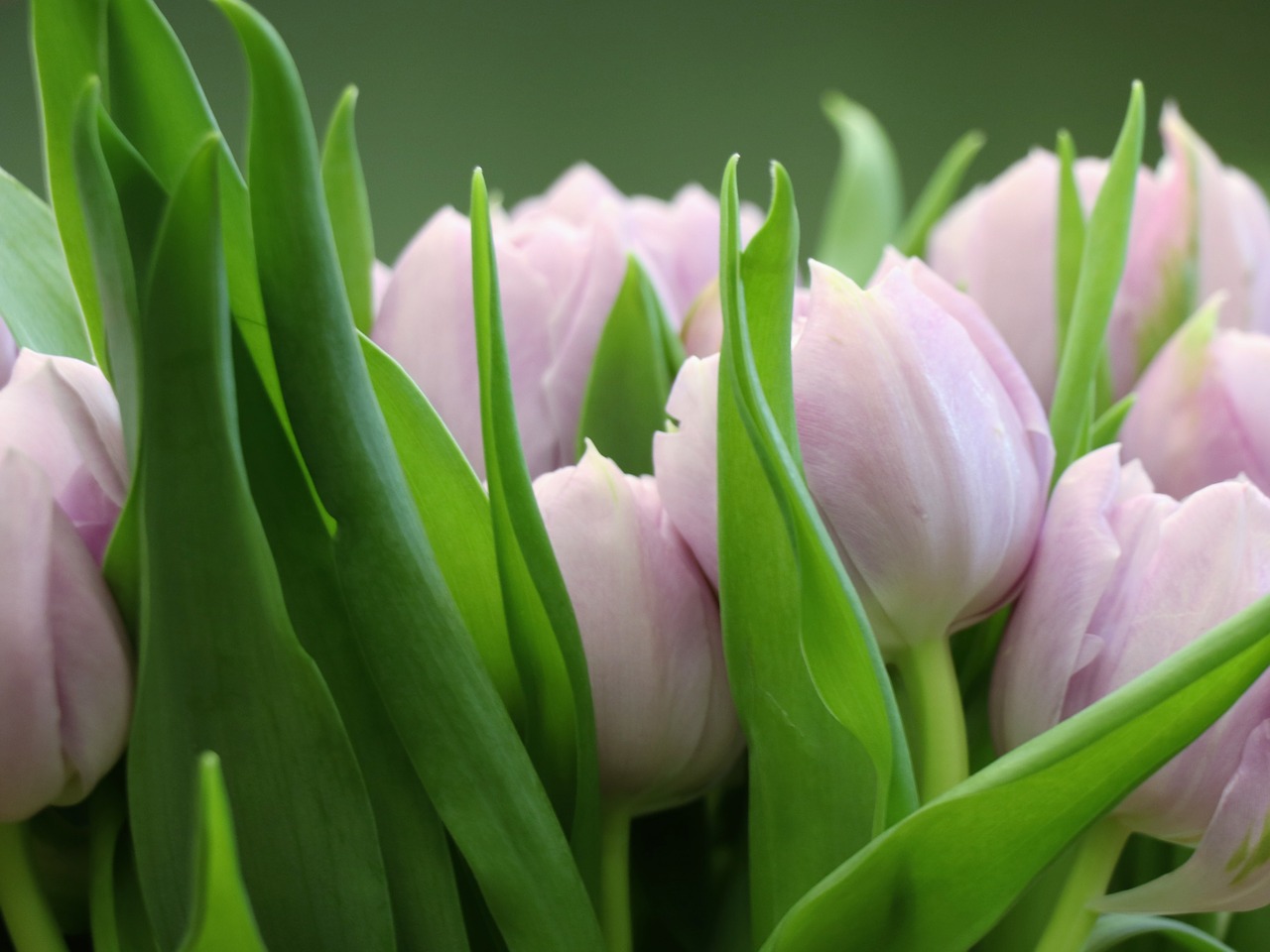 tulips  tulip  pink free photo