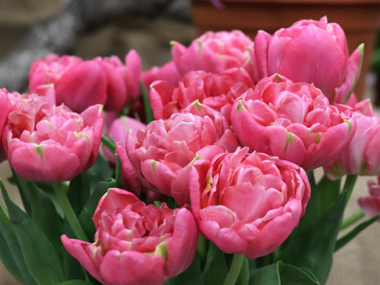 tulips  tulip  flowers free photo