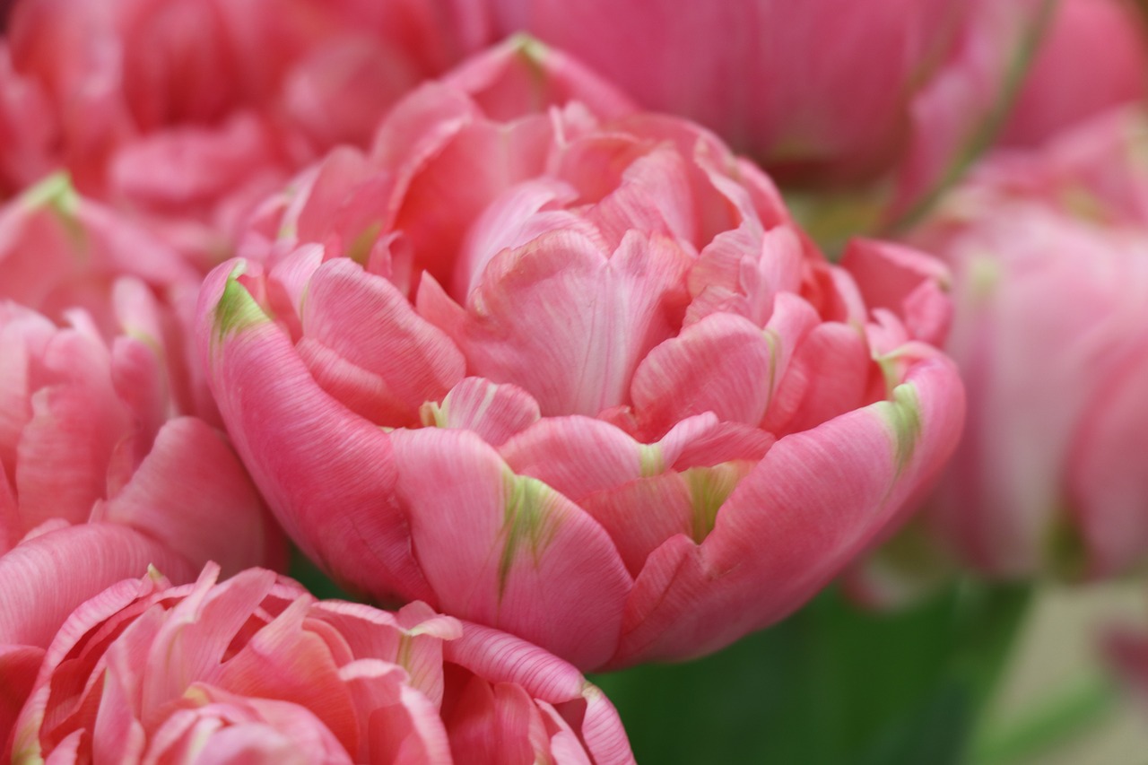 tulips  tulip  flowers free photo