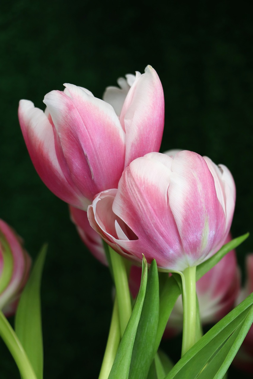 tulips  tulip  flowers free photo