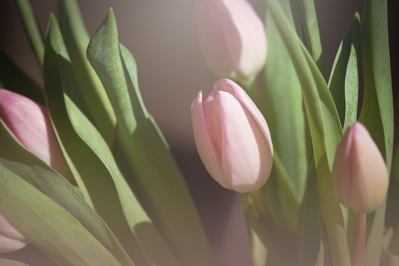 tulips  pink  flowers free photo