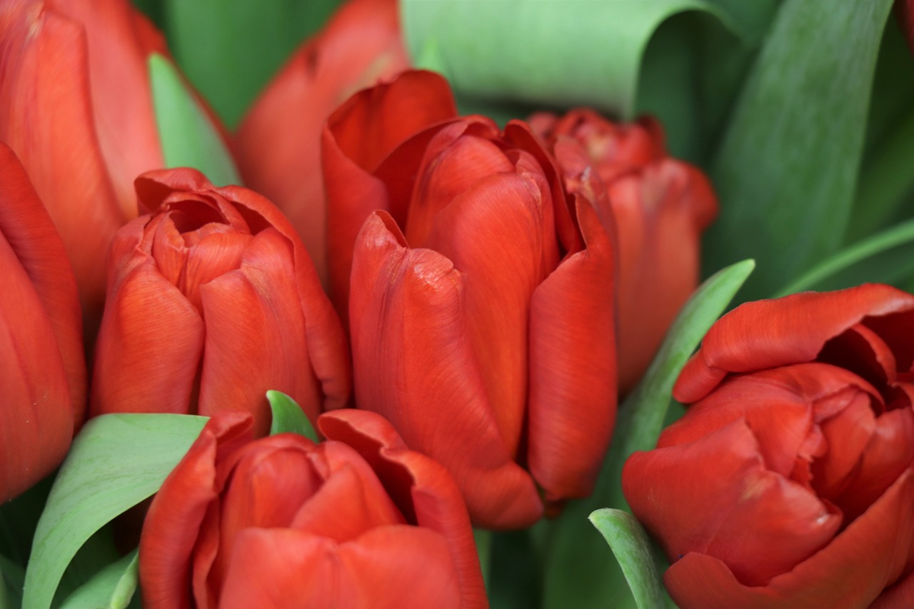 tulips  red  flowers free photo