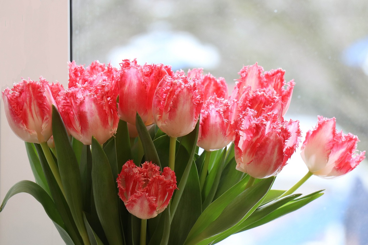 tulips  bouquet  window free photo