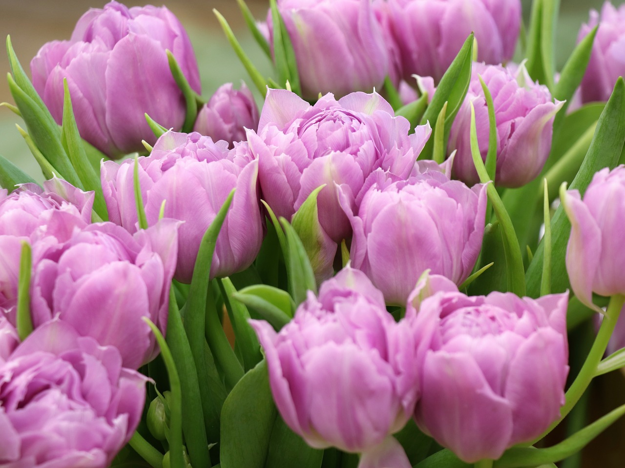 tulips  spring  holiday free photo