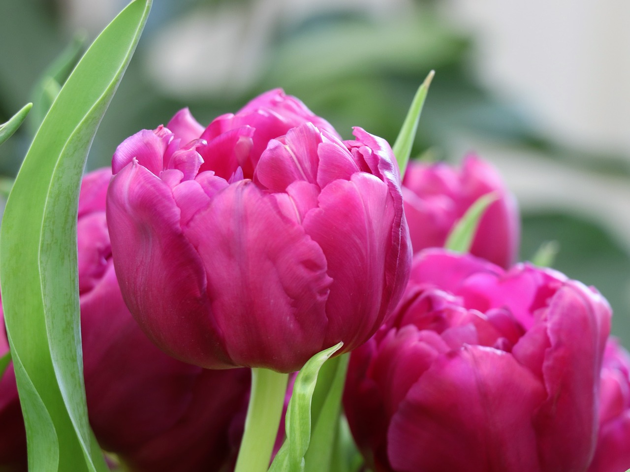 tulips  spring  bouquet free photo