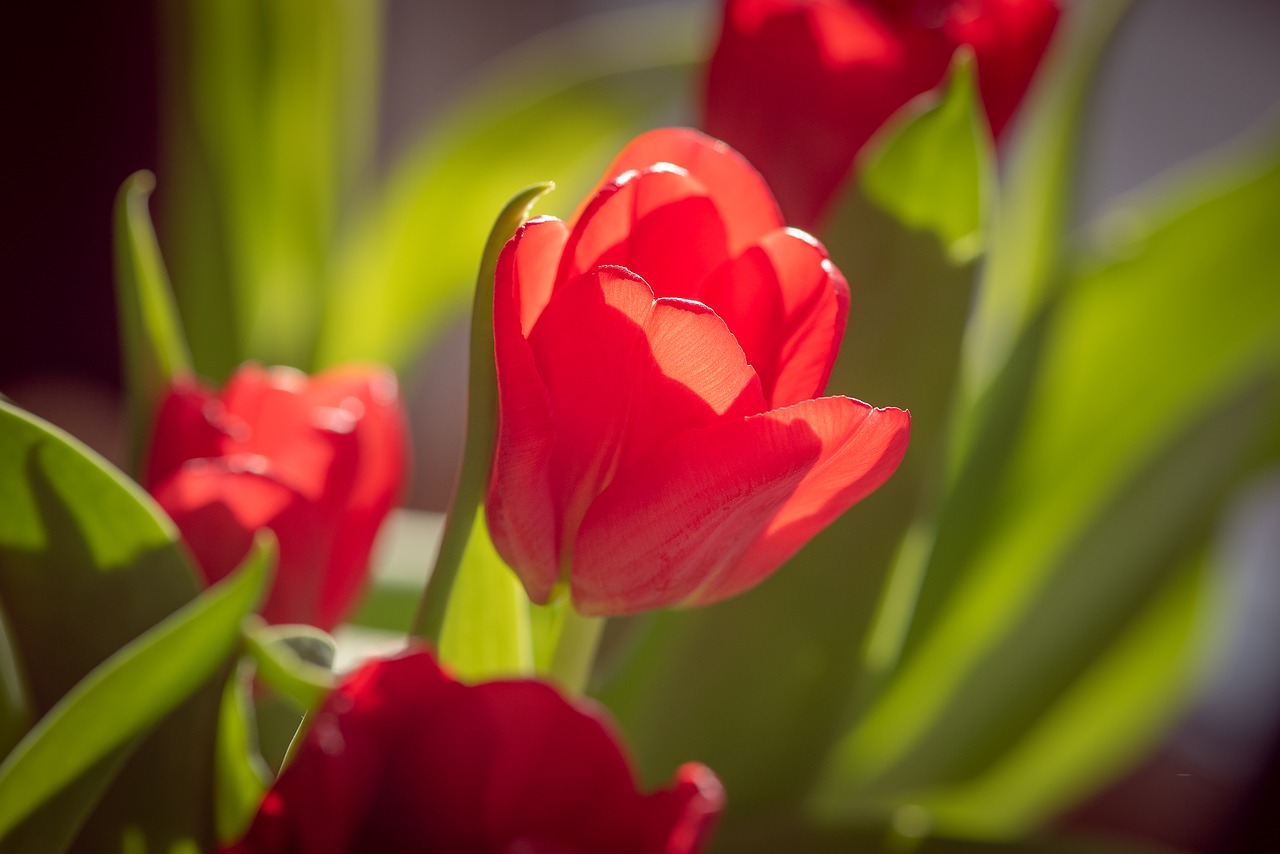 tulips  red  flowers free photo