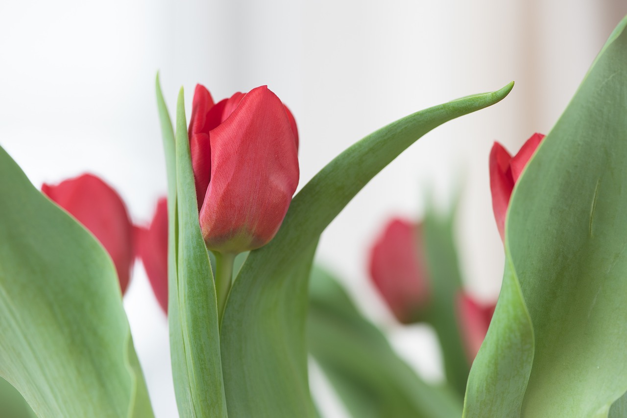 tulips  red  flowers free photo