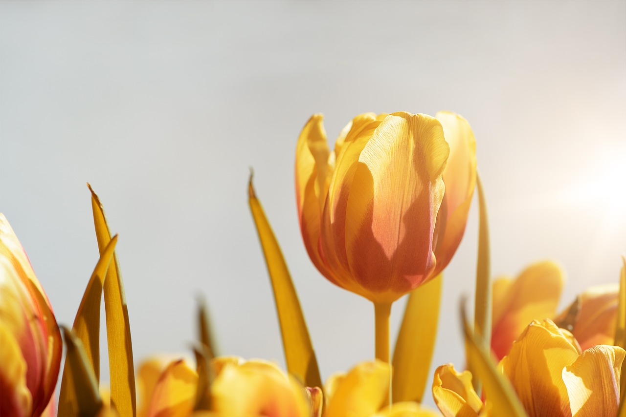 tulips  flowers  orange free photo