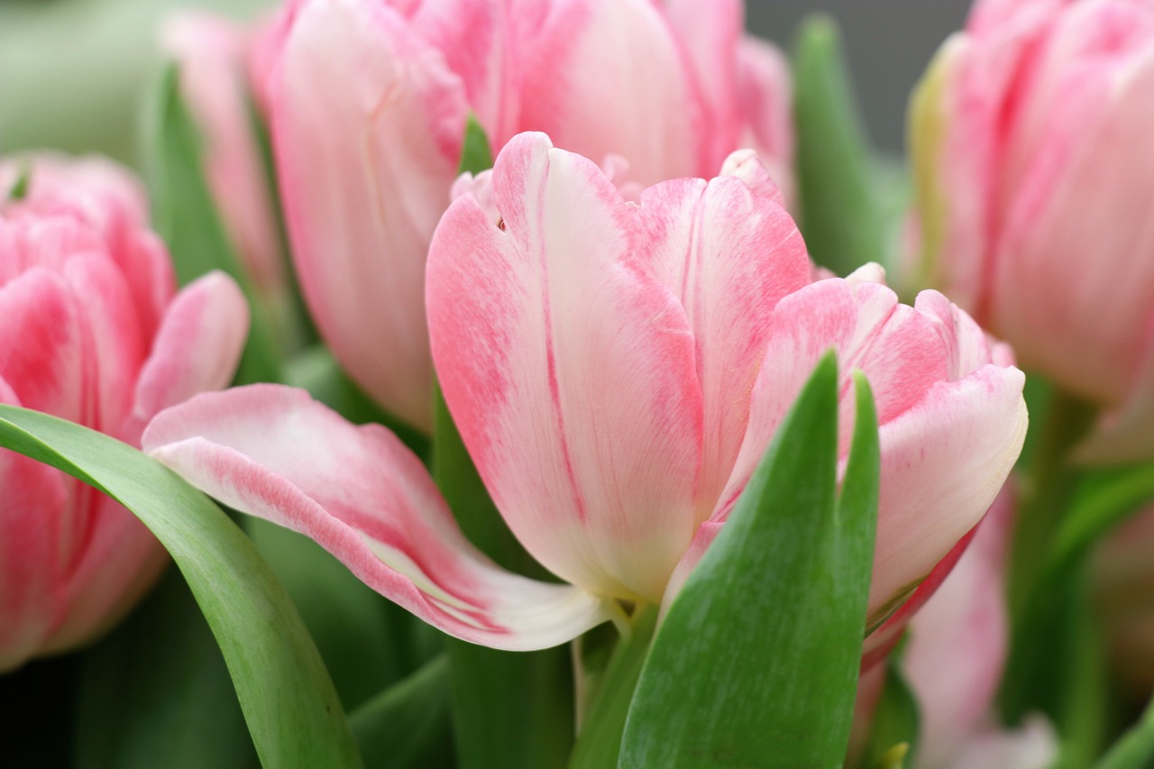 tulips  tulip  spring free photo