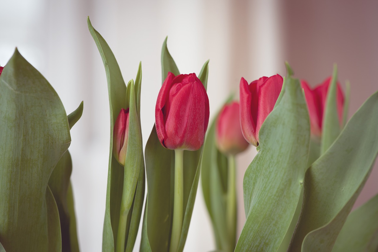 tulips  flowers  red free photo