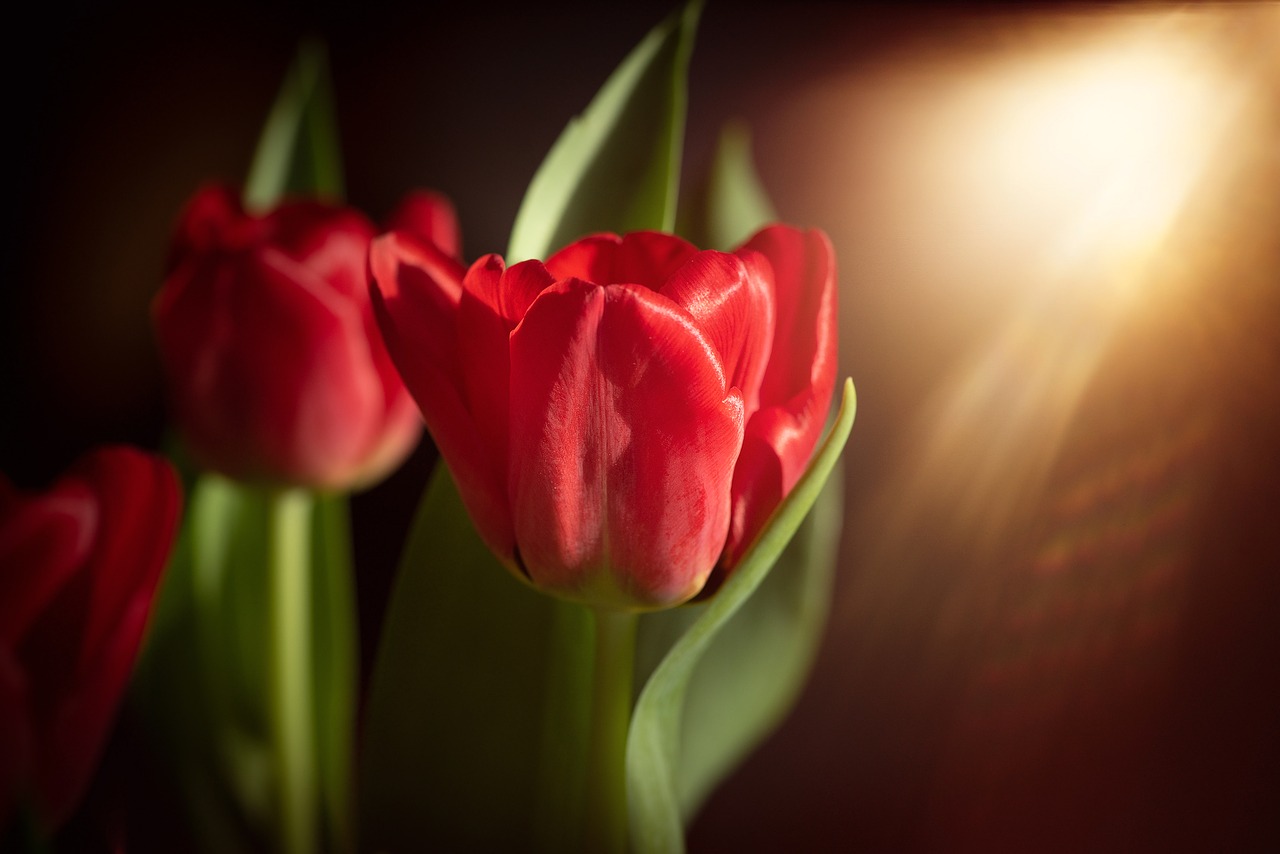 tulips  red  red tulips free photo