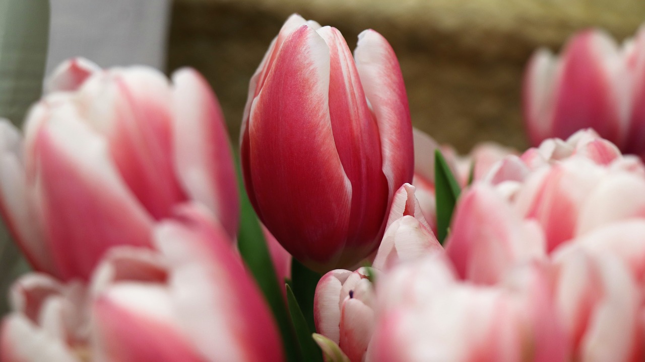 tulips  tulip  red free photo