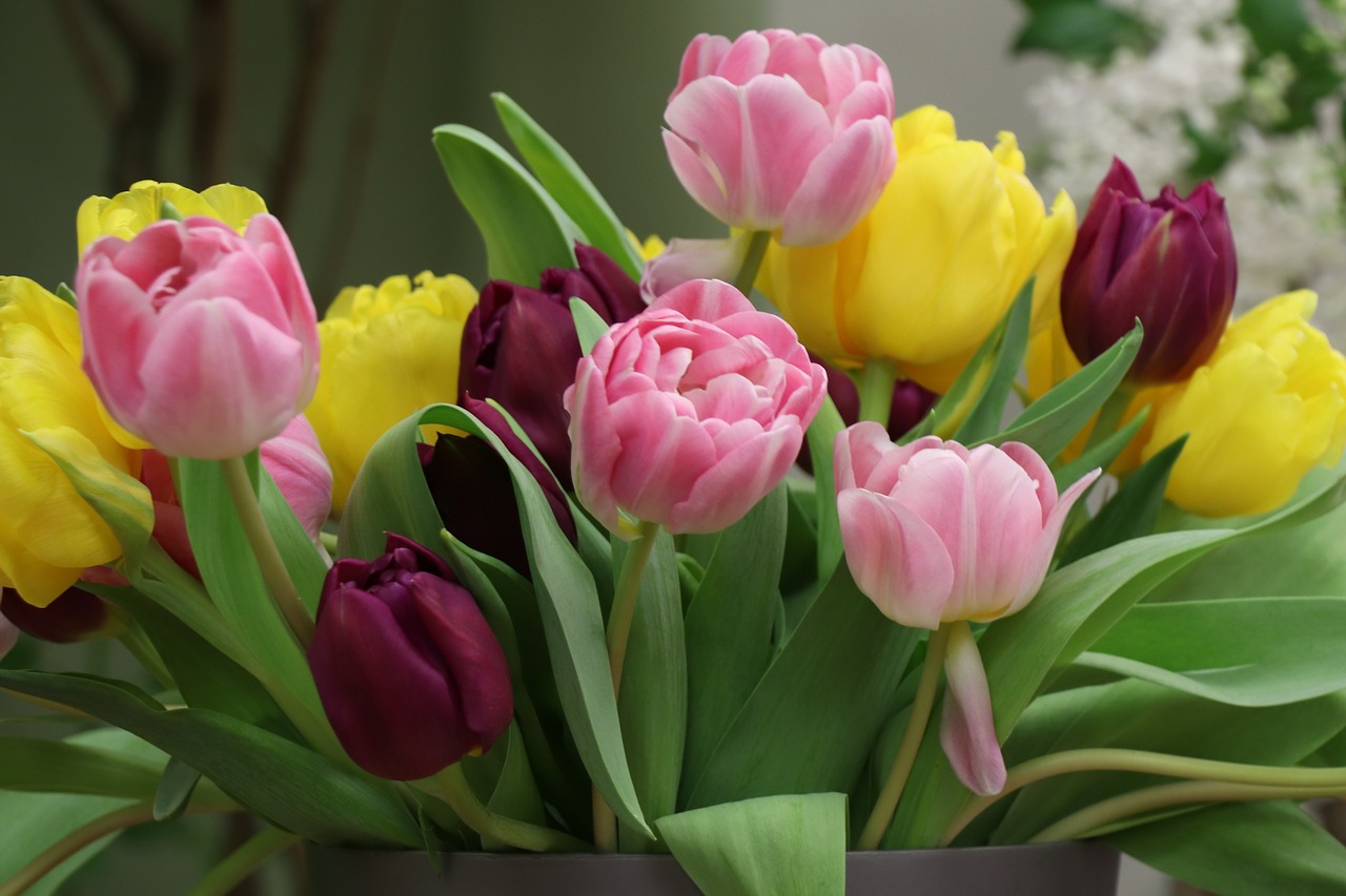 tulips  tulip  colorful free photo