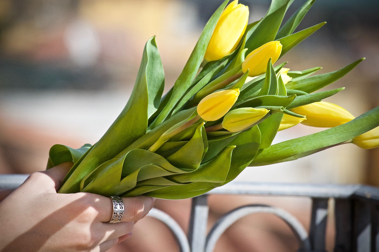 tulips  yellow tulips  bouquet free photo