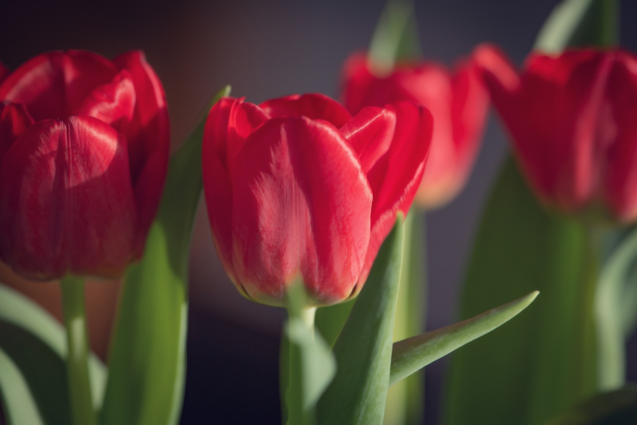 tulips  red  flowers free photo