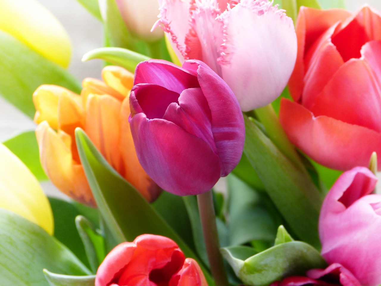 tulips  tulip bouquet  colorful free photo