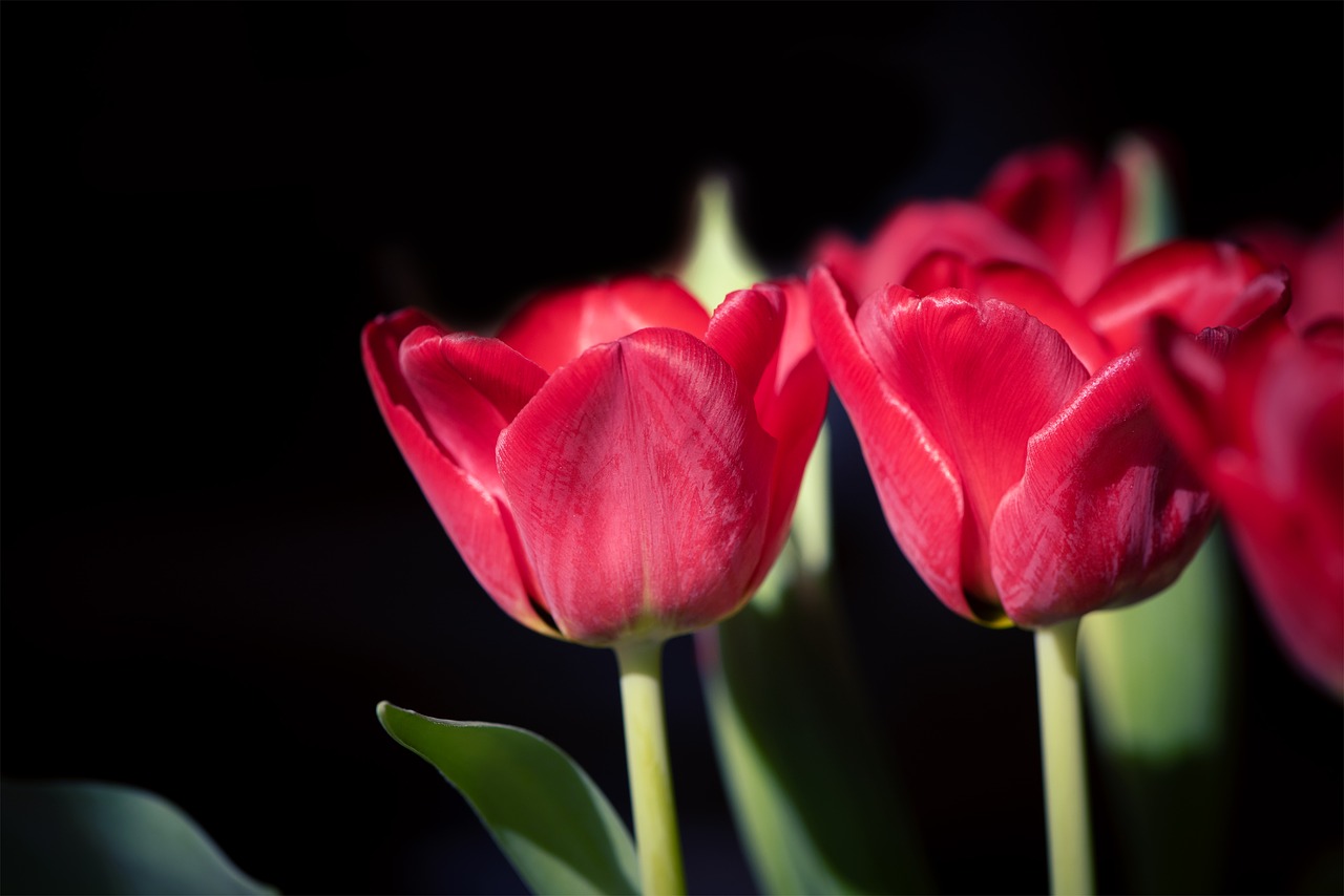 tulips  red  flowers free photo