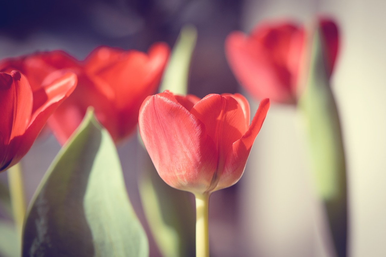 tulips  flowers  red free photo