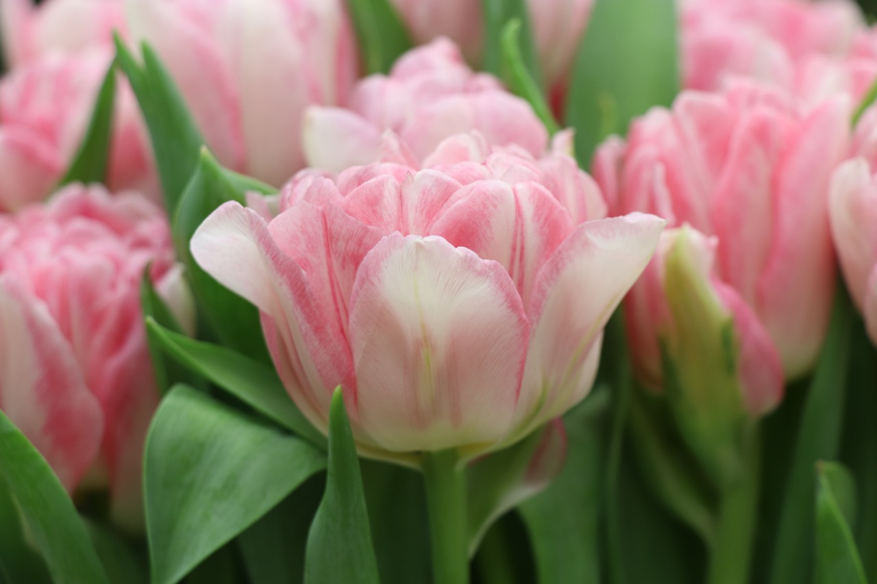 tulips  tulip  pink free photo