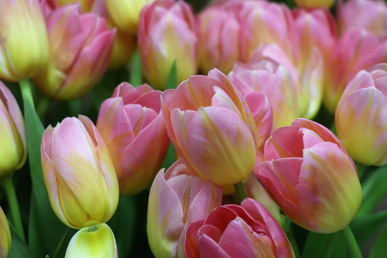 tulips  tulip  a bouquet of tulips free photo