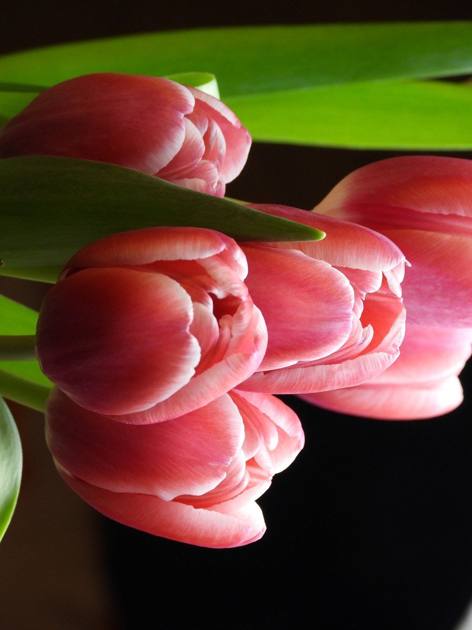 tulips  flowers  spring free photo