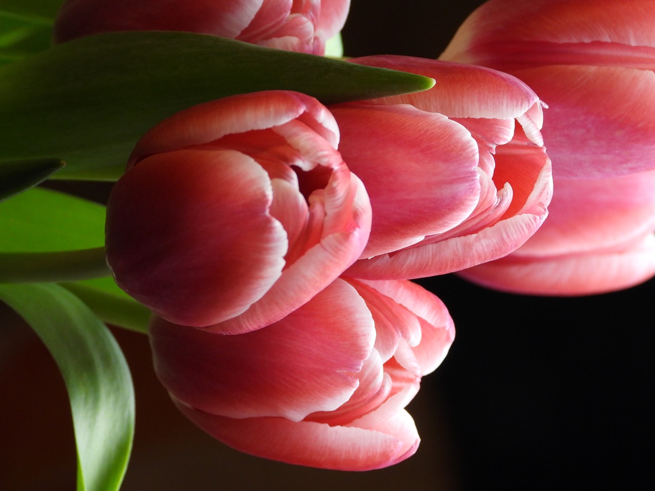 tulips  flowers  spring free photo