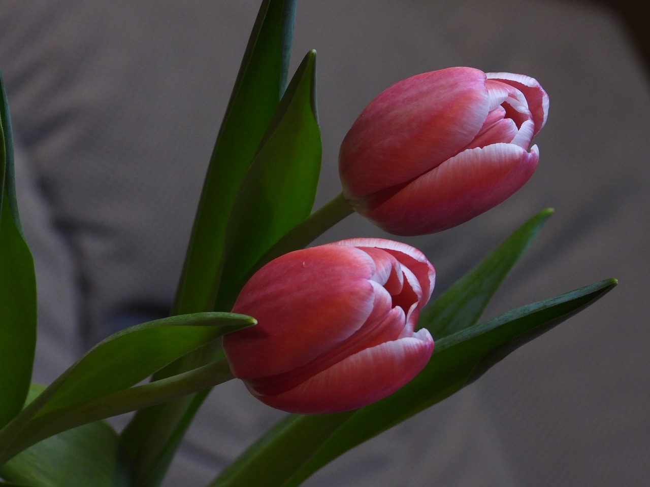 tulips  tulip  flowers free photo