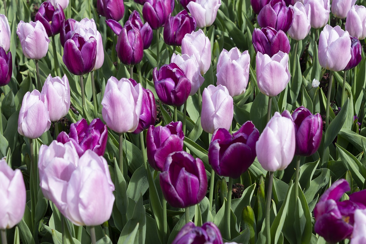 tulips  spring  flowers free photo