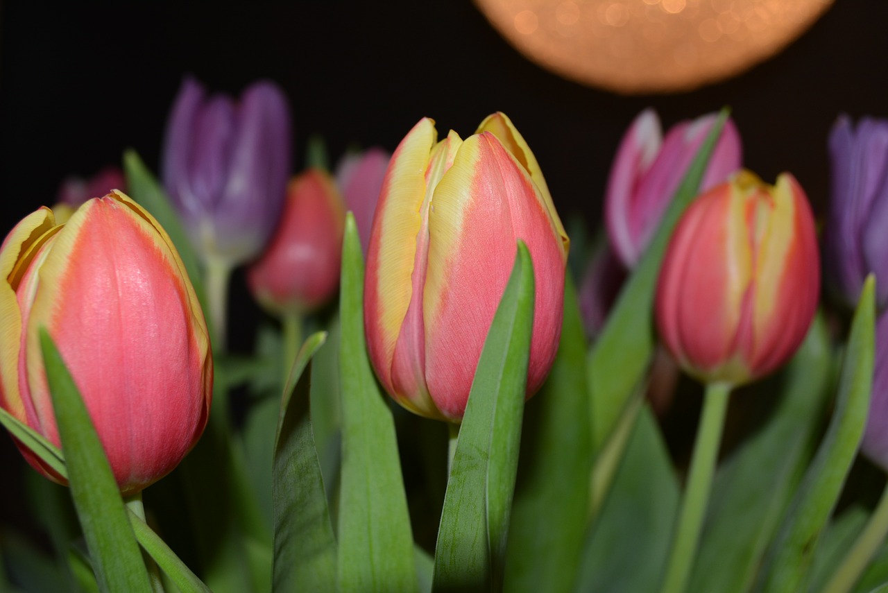 tulips flowers color free photo