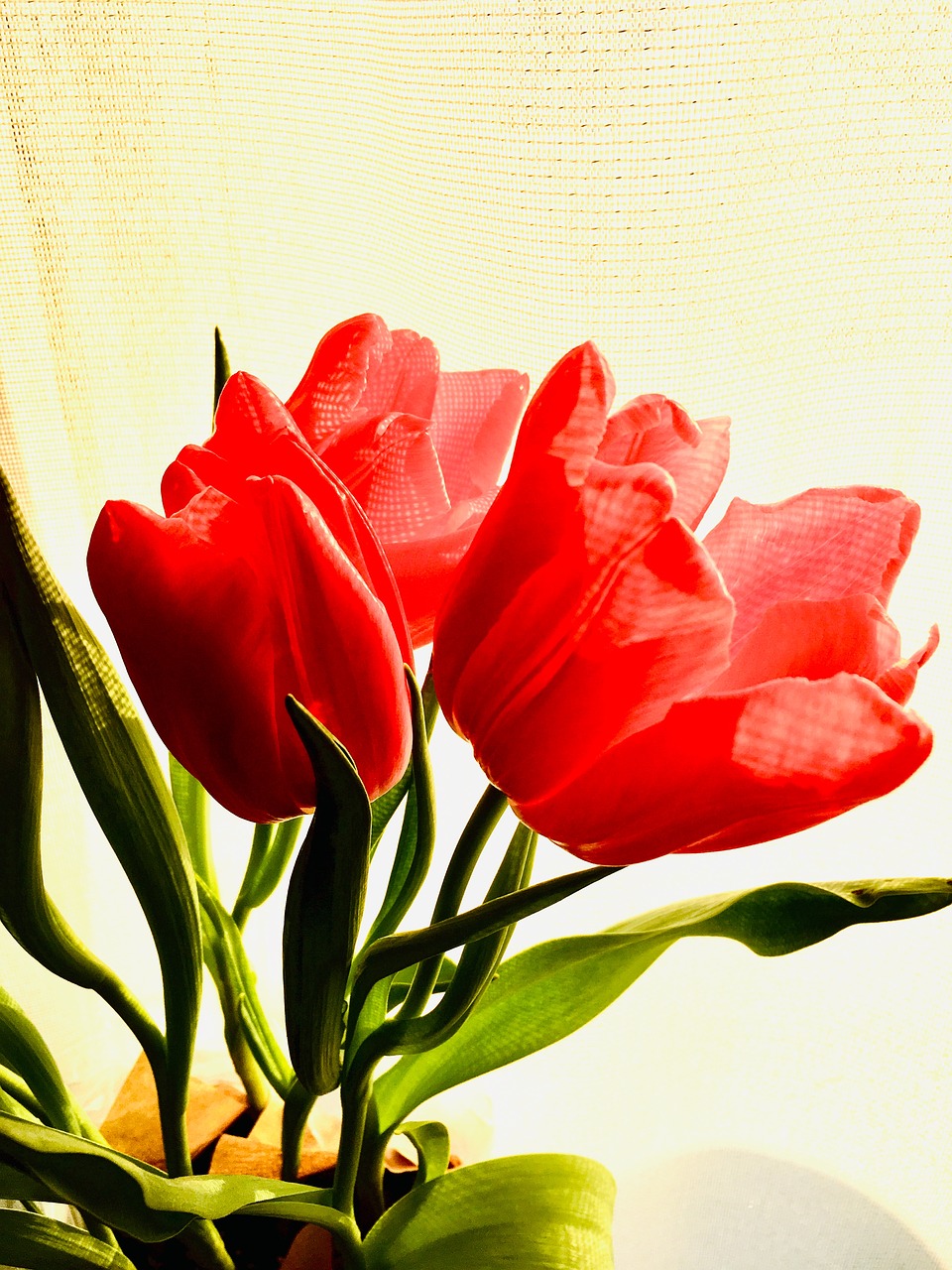 tulips  red  pink free photo