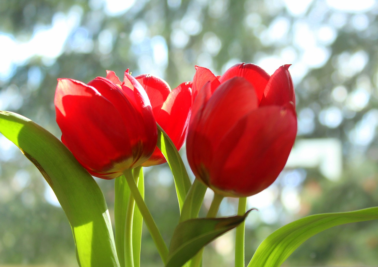 tulips  tulip  red free photo