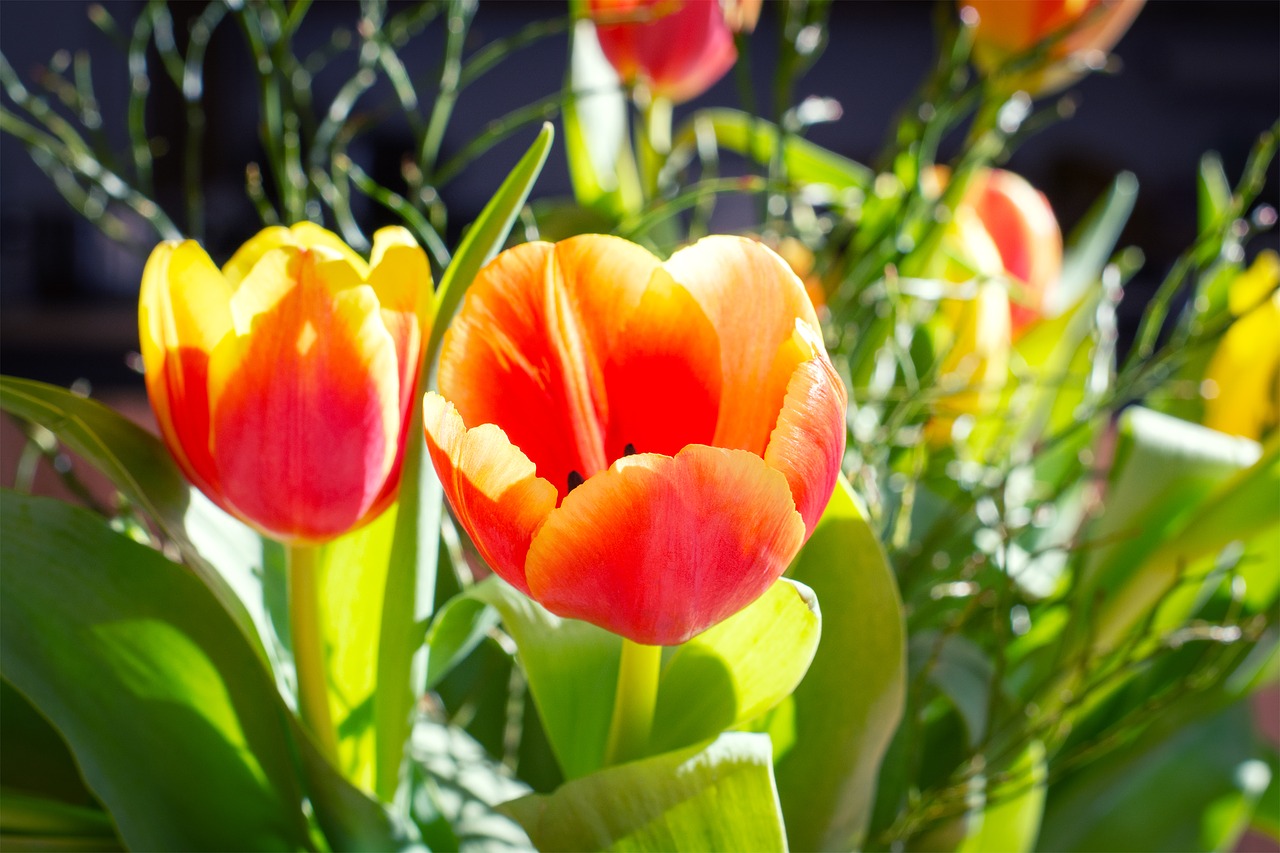 tulips  flowers  bouquet free photo