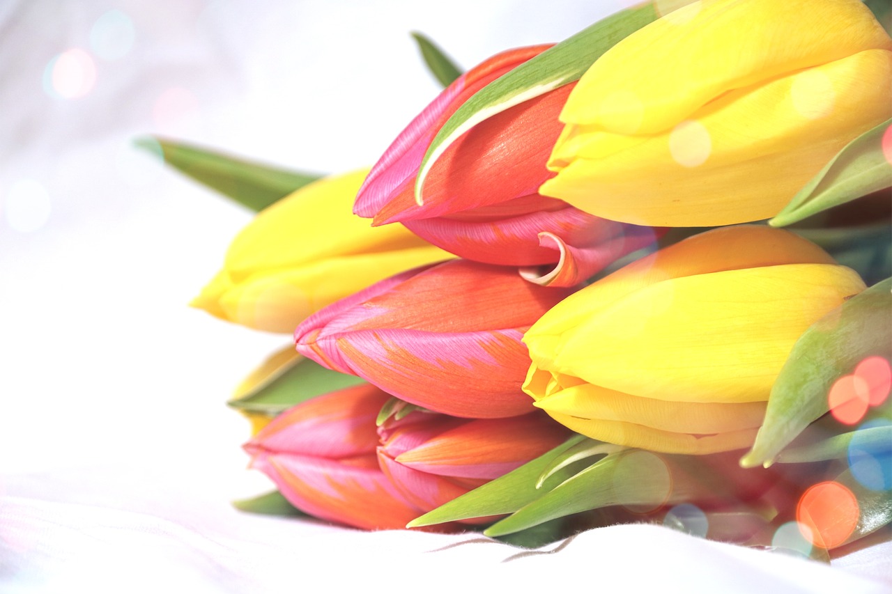 tulips  bouquet  flowers free photo