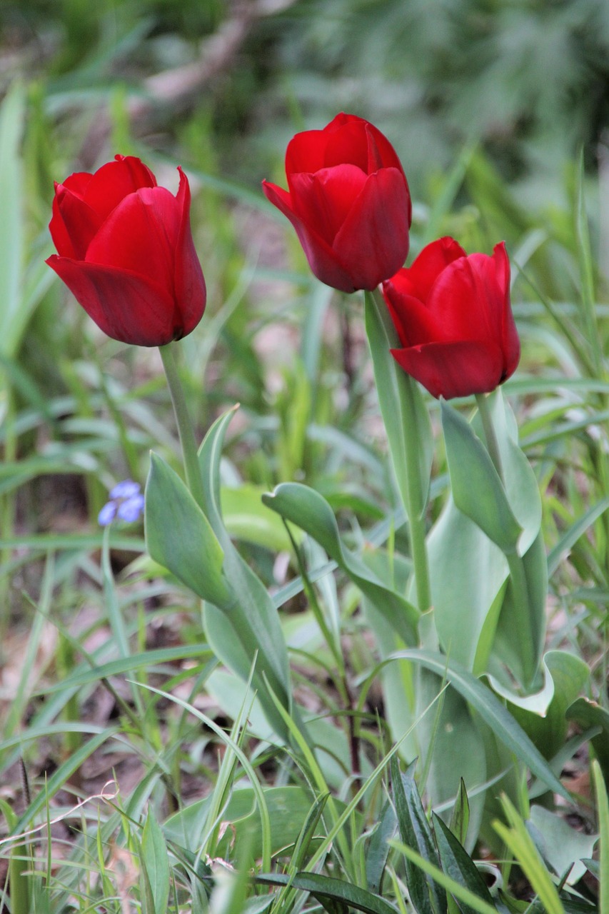 tulips  red  flowers free photo