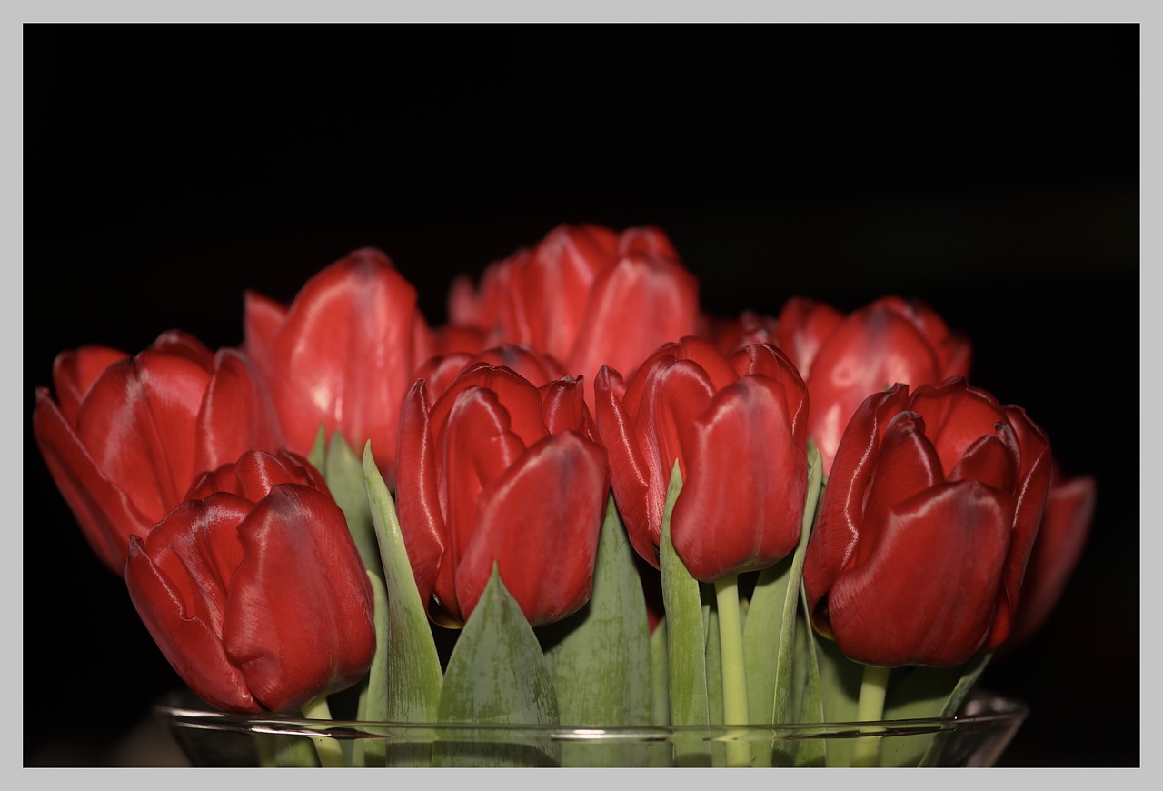 tulips  netherlands  spring free photo