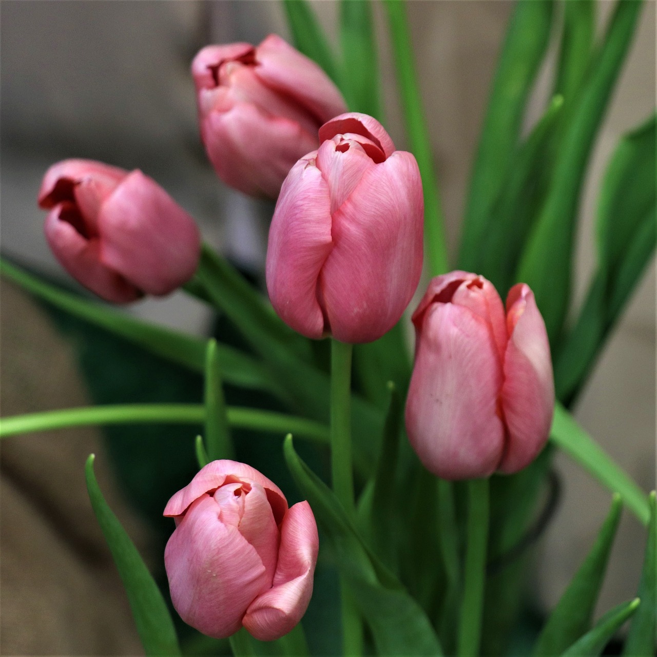 tulips  flowers  bouquet free photo