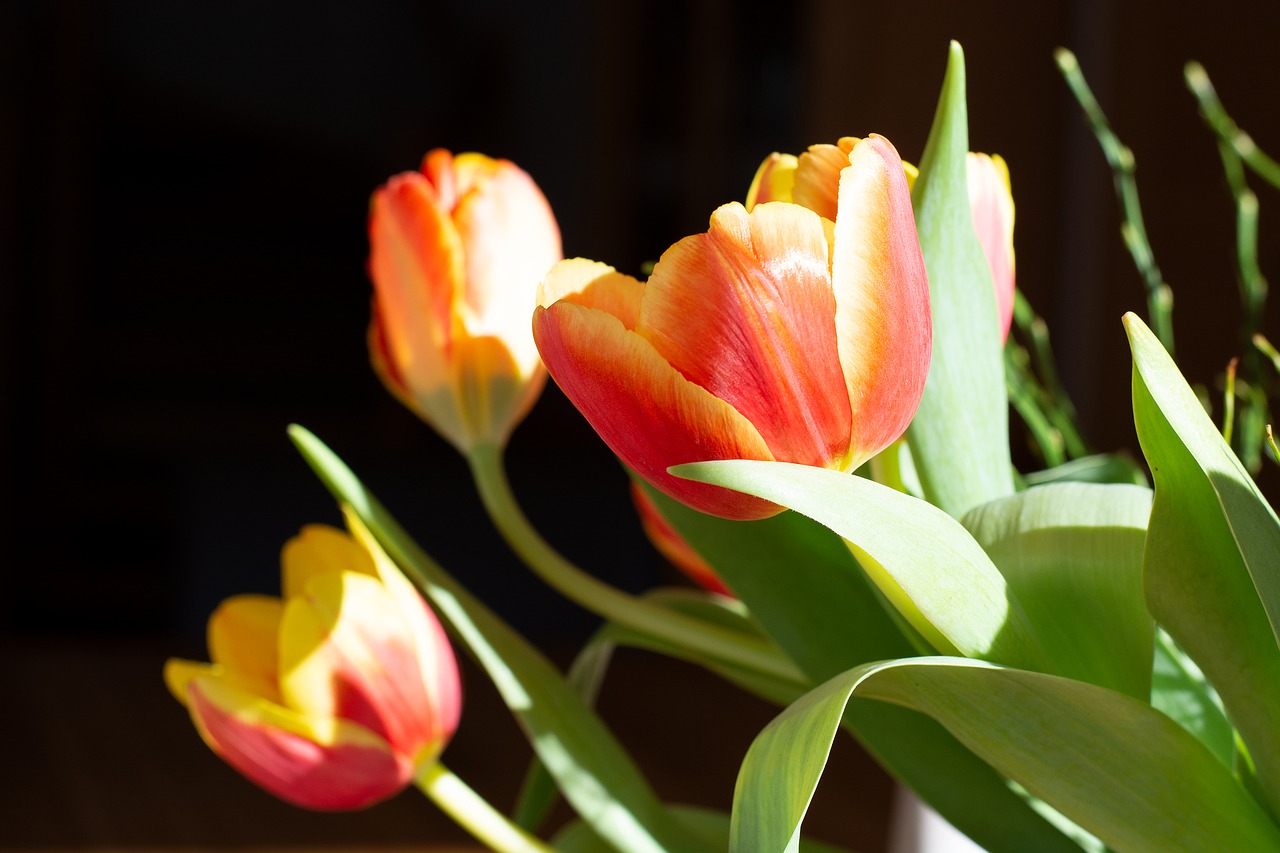 tulips  flowers  spring free photo