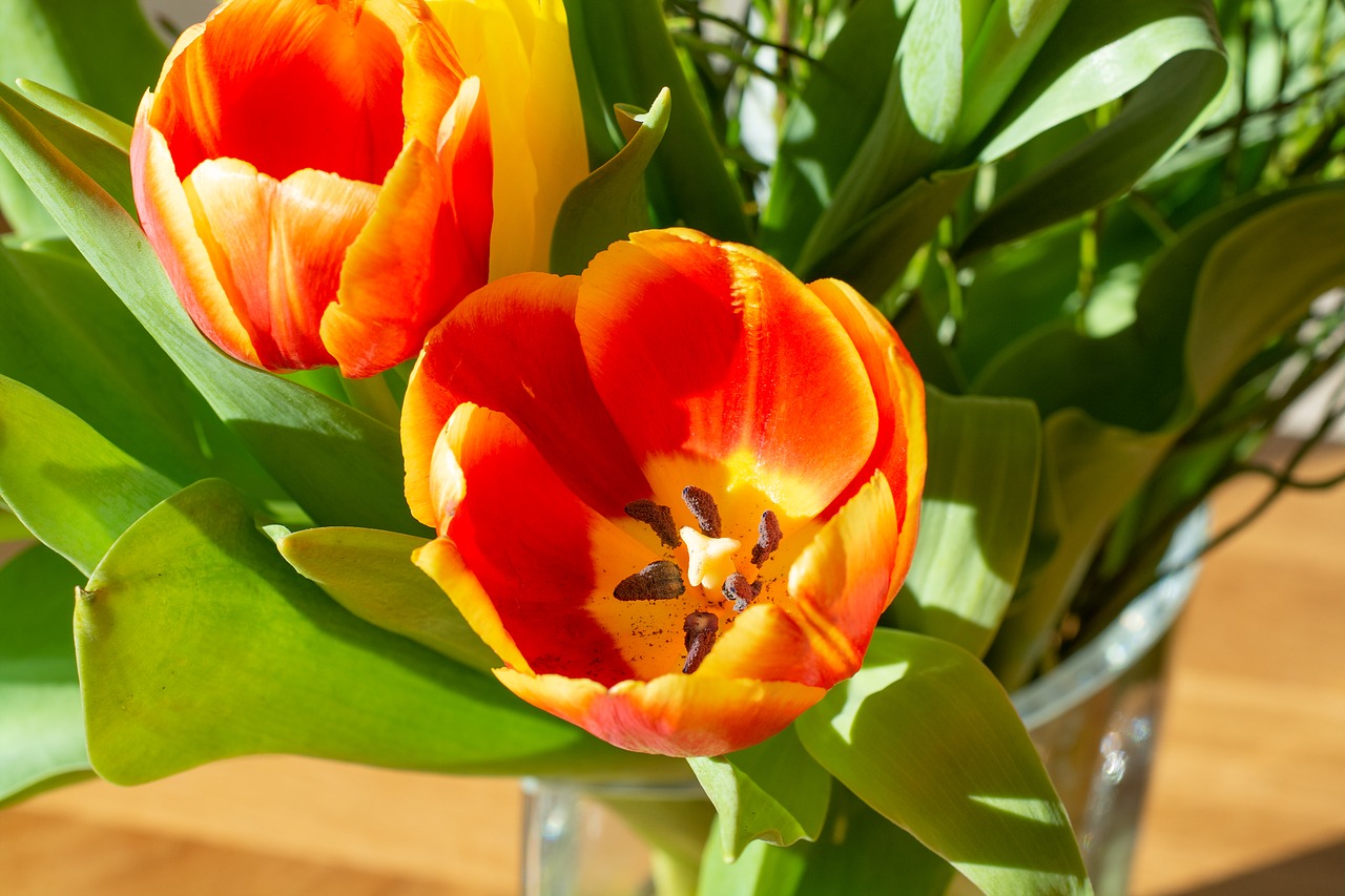 tulips  flowers  bouquet free photo