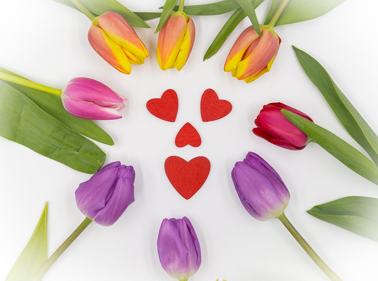 tulips  tulips heart  spring free photo