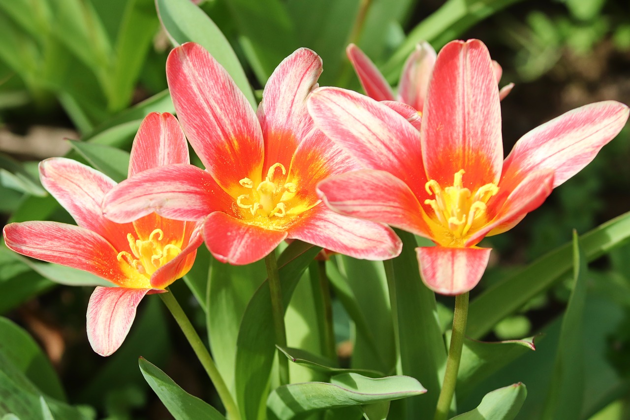 tulips  tulipa  schnittblume free photo