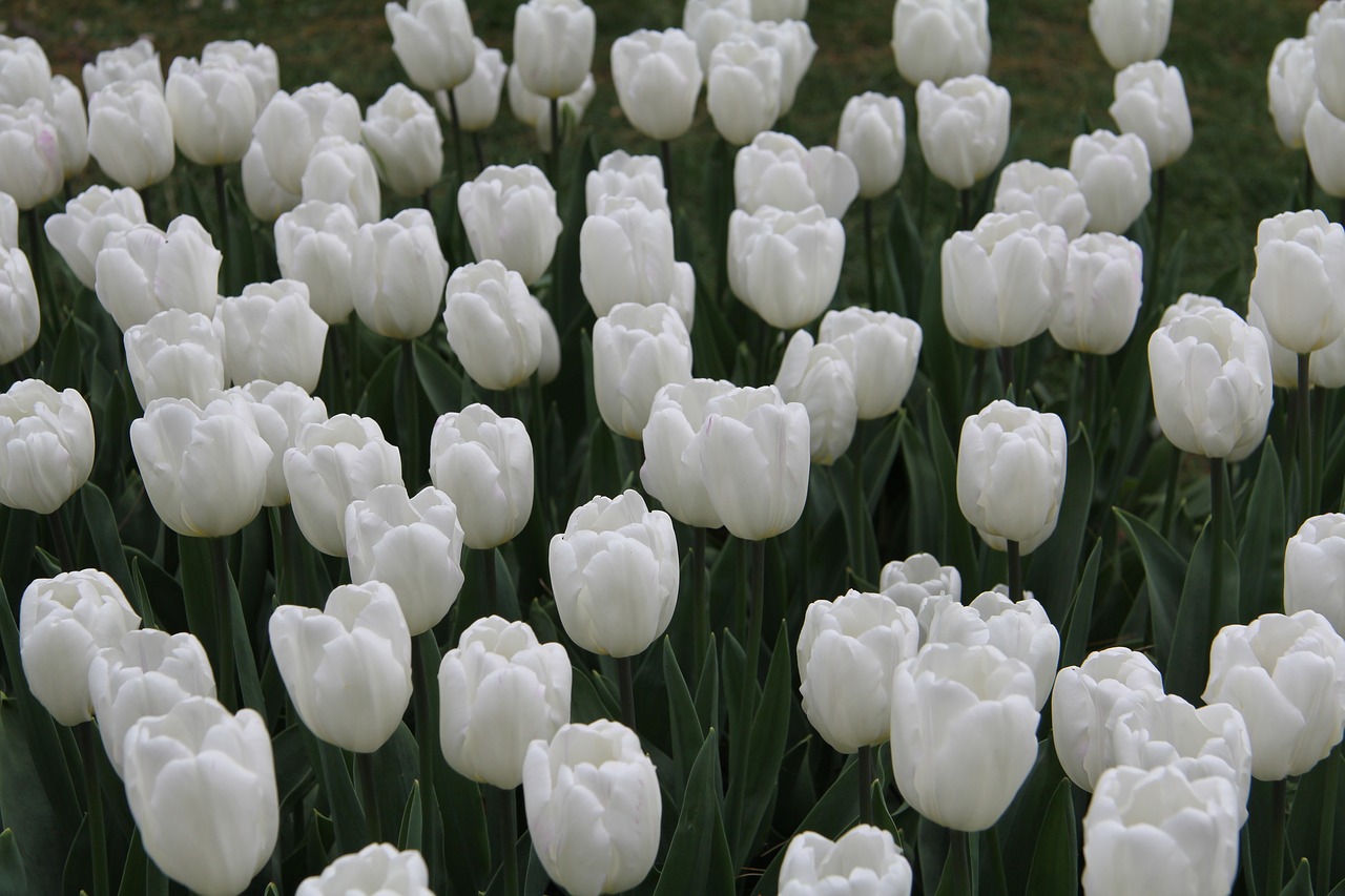 tulips  flower  spring free photo