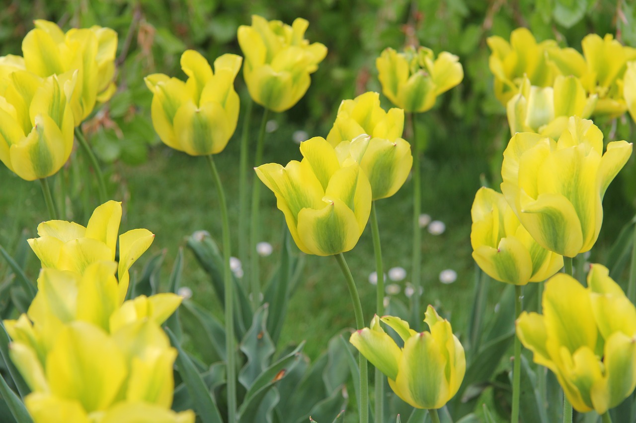 tulips  flowers  spring free photo