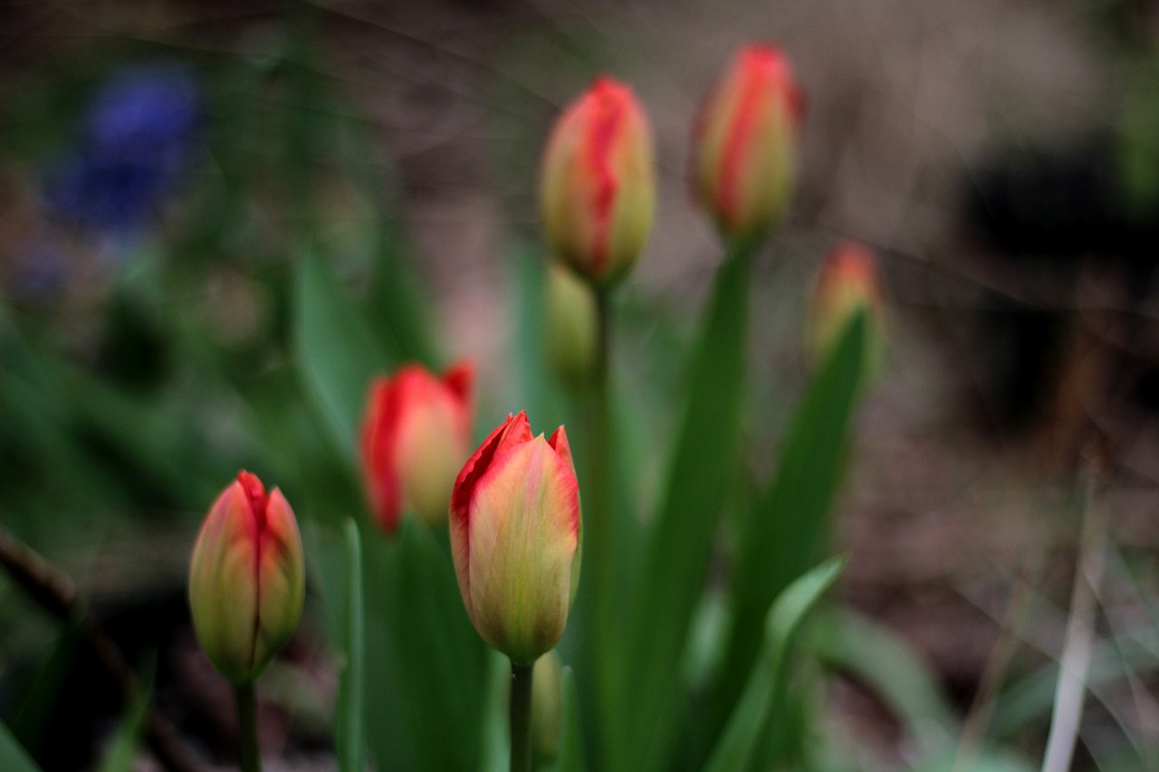 tulips  red  spring free photo