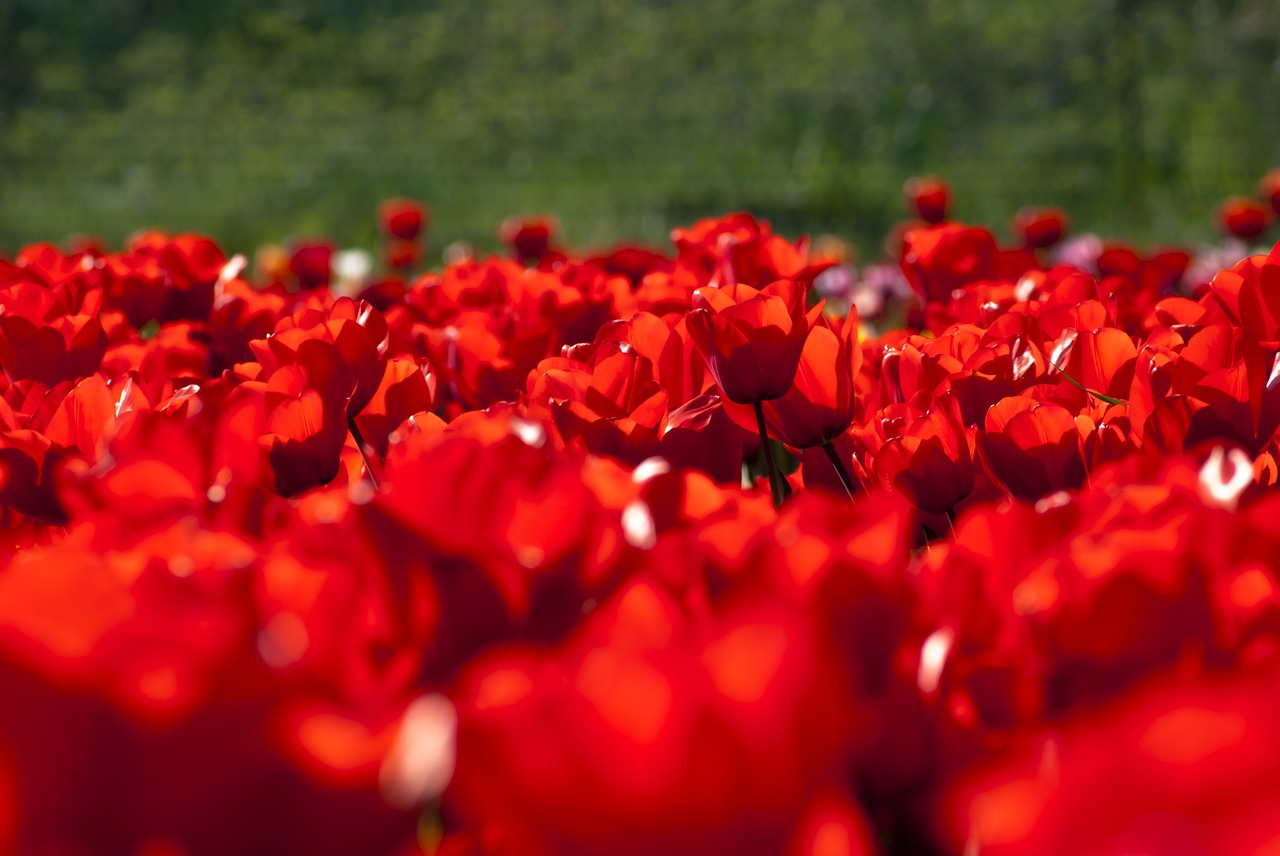 tulips  spring  tulip free photo