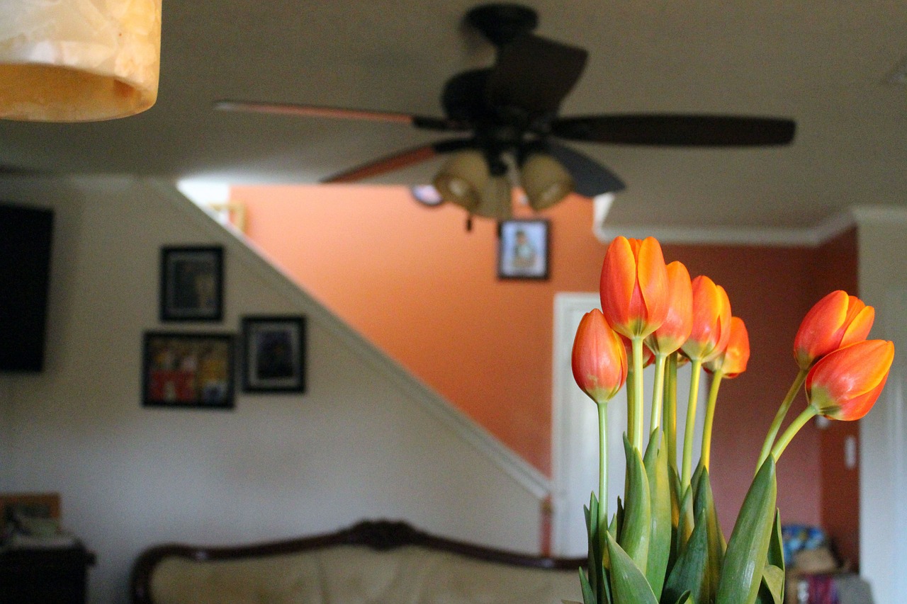 tulips indoors decorations free photo