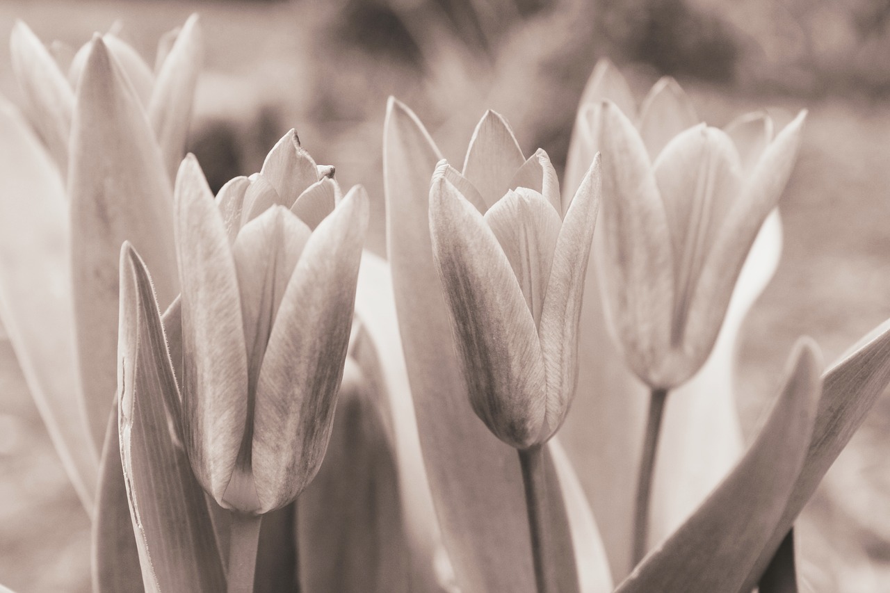 tulips  flower  nature free photo