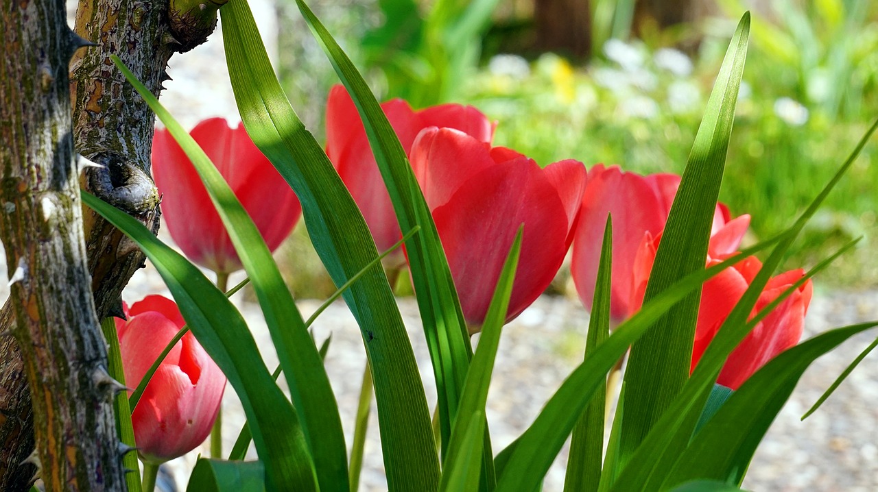 tulips  pink  blossom free photo