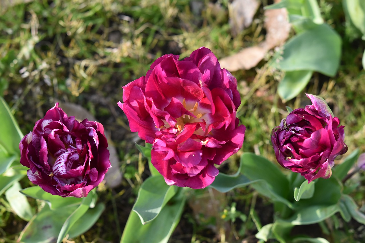 tulips  flowers  flower free photo