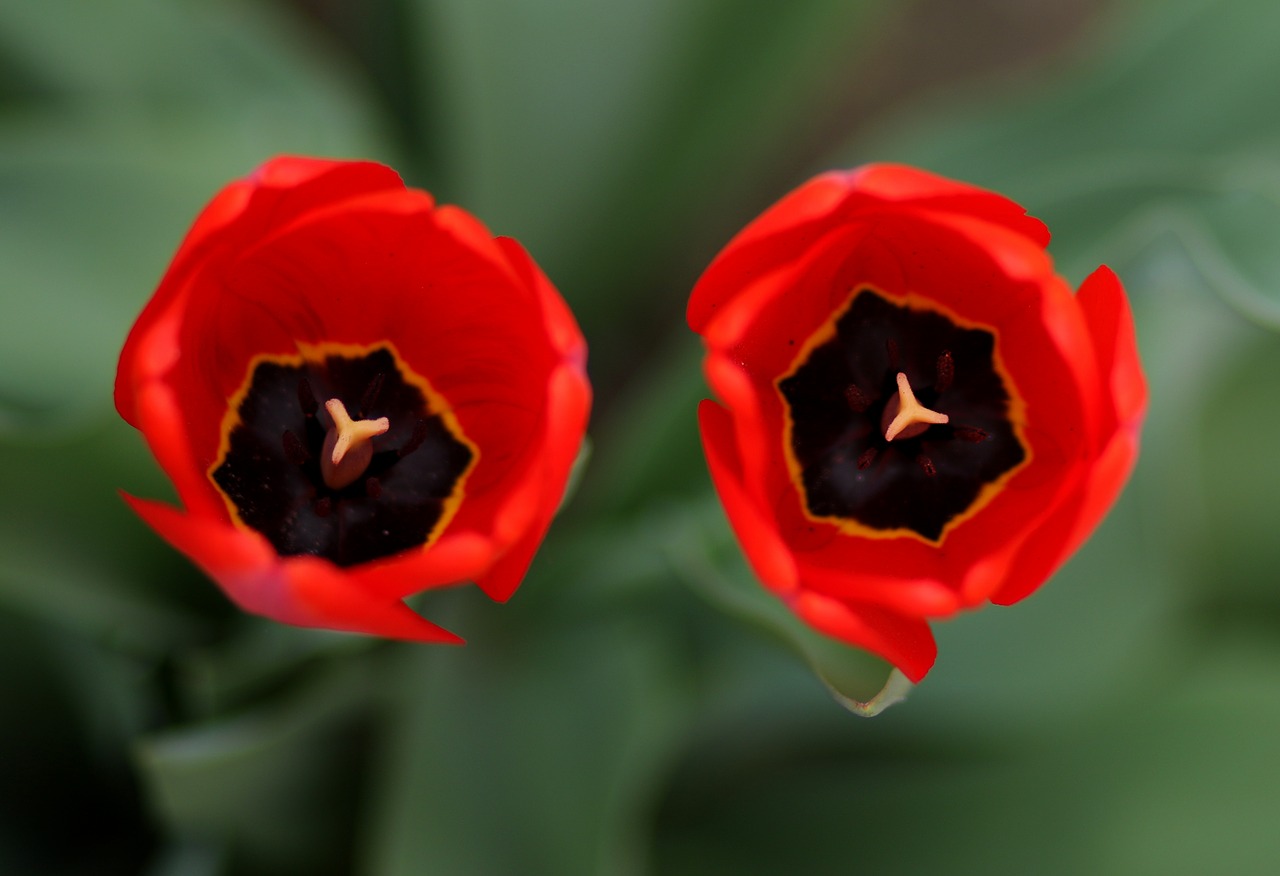 tulips  two  red free photo