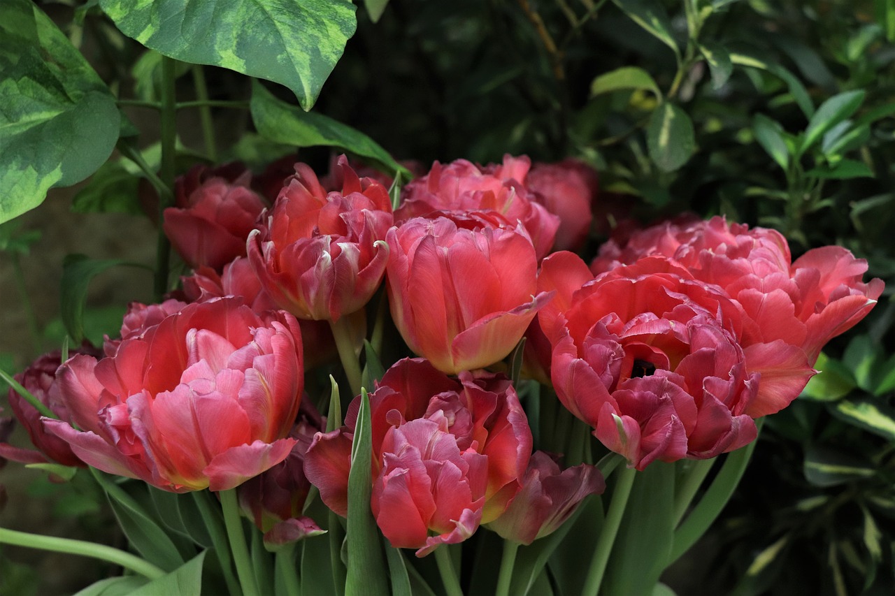 tulips  bouquet  flowers free photo